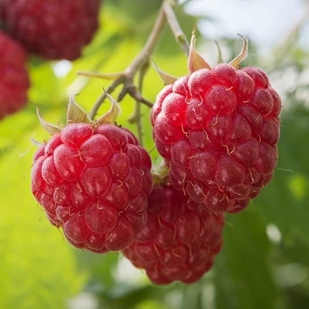 Raspberry Fruit Seeds