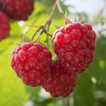 Semi di frutti di lampone