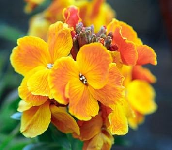 Orange Wallflower Flower seeds for Planting - Drought Tolerant, Heirloom & GMO Free Seeds for Home Garden
 
 Sale for planting in home garden.