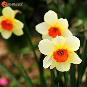 White Daffodils Flower seeds for Planting - Colorful Display, Heirloom & GMO Free Seeds for Home Garden
 
 Sale for planting in home garden