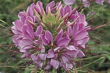Lavender Sparkler Flower seeds for Planting - Low Maintenance, Heirloom & GMO Free Seeds for Home Garden
 
 Sale for planting in home garden