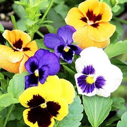 Graines de pensée jaune violet pour plantation - Fleurs éclatantes, graines patrimoniales et sans OGM pour jardin domestique