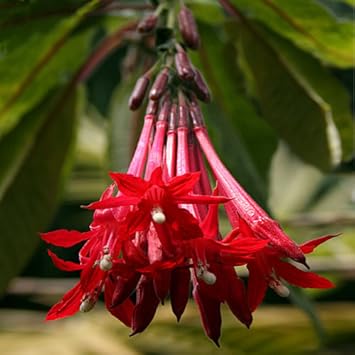 Bolivian Fuchsia Flower seeds for Planting - Hardy Variety, Heirloom & GMO Free Seeds for Home Garden
 
 Sale seeds for planting in home garden