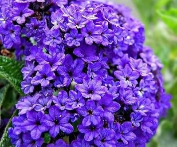 Blue Marine Flower seeds for Planting - Hardy Variety, Heirloom & GMO Free Seeds for Home Garden
 
 Sale for planting in home garden
