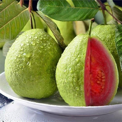 Red Psidium Guajava Guava Fruit Seeds