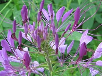 Purple Cleome Hasslerana Flower seeds for Planting - Compact Growth, Heirloom & GMO Free Seeds for Home Garden
 
 Sale for planting in home garden.
