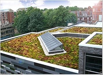 Mixed Sedum Flower seeds for Planting - Cut Flower Favorite, Heirloom & GMO Free Seeds for Home Garden
 
 Sale for planting in home garden