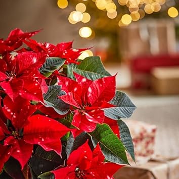 Deep Red Poinsettia Flower seeds for Planting - Sun Loving, Heirloom & GMO Free Seeds for Home Garden
 
 Sale for planting in home garden
