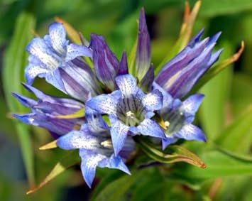 Blue White Gentian Flower seeds for Planting - Sun Loving, Heirloom & GMO Free Seeds for Home Garden
 
 Sale for planting in home garden.