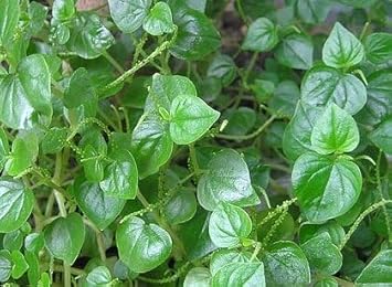 Heirloom Peperomia Pellucida Flower seeds for Planting Long Bloom Season Heirloom & GMO Free Seeds for Home Garden 
 
 Sale for planting in home garden