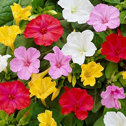 Mixed Mirabilis Jalapa Flower seeds for Planting - Bright Blooms, Heirloom & GMO Free Seeds for Home Garden