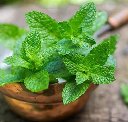 Mint Vegetable Seeds