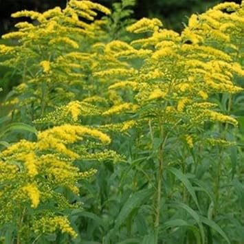 Yellow Solidago Flower seeds for Planting - Hardy Variety, Heirloom & GMO Free Seeds for Home Garden
 
 Sale for planting in home garden