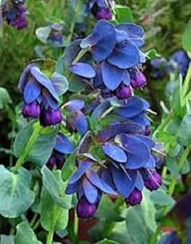 Blue Shrimp Flower seeds for Planting - Seasonal Bloomer, Heirloom & GMO Free Seeds for Home Garden
 
 Sale seeds for planting in home garden