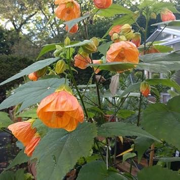 Light Orange Abutilon Flower seeds for Planting Bright Blooms Heirloom & GMO Free Seeds for Home Garden 
 
 Sale seeds for home garden planting