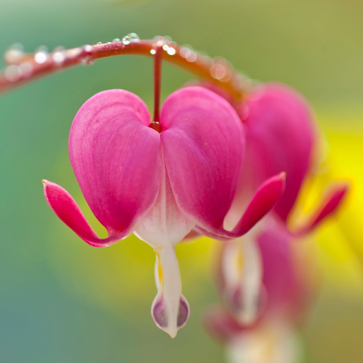 asian flower seeds Bleeding Heart (Dicentra Spectabilis) Flower Seeds for Planting – Heir – Pure Asia Seeds