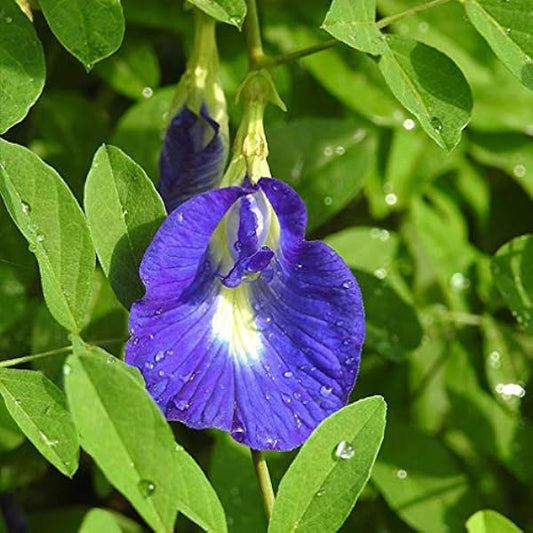 Coral (Coral Pea) seeds for planting in home garden