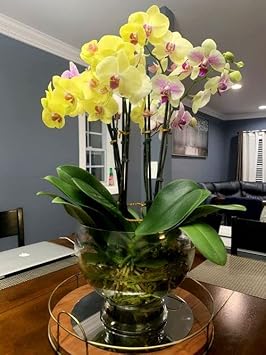 Yellow Phalaenopsis Flower seeds for Planting - Garden Favorite, Heirloom & GMO Free Seeds for Home Garden
 
 Sale for planting in home garden.