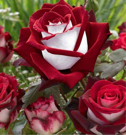 Love in Rose Bush Flowers Seeds