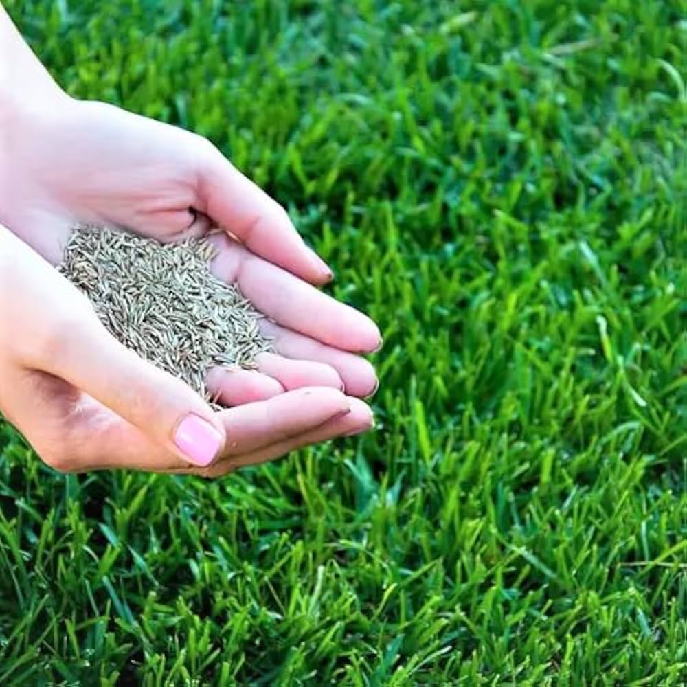 Scotts Grass Seeds for Planting – Heirloom, Non-GMO, Lawn Grass, Perennial