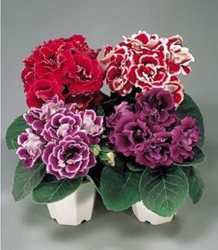 Gloxinia Mixed Flower seeds for Planting - Cut Flower Favorite, Heirloom & GMO Free Seeds for Home Garden
 
 Sale for planting in home garden.