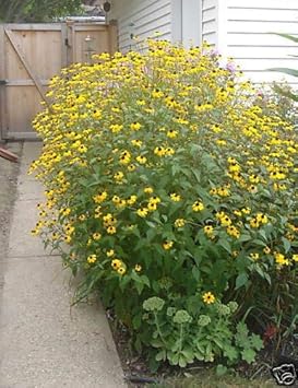 Rudbeckia Triloba Flower seeds for Planting - Wildflower Mix, Heirloom & GMO Free Seeds for Home Garden
 
 Sale for planting in home garden.