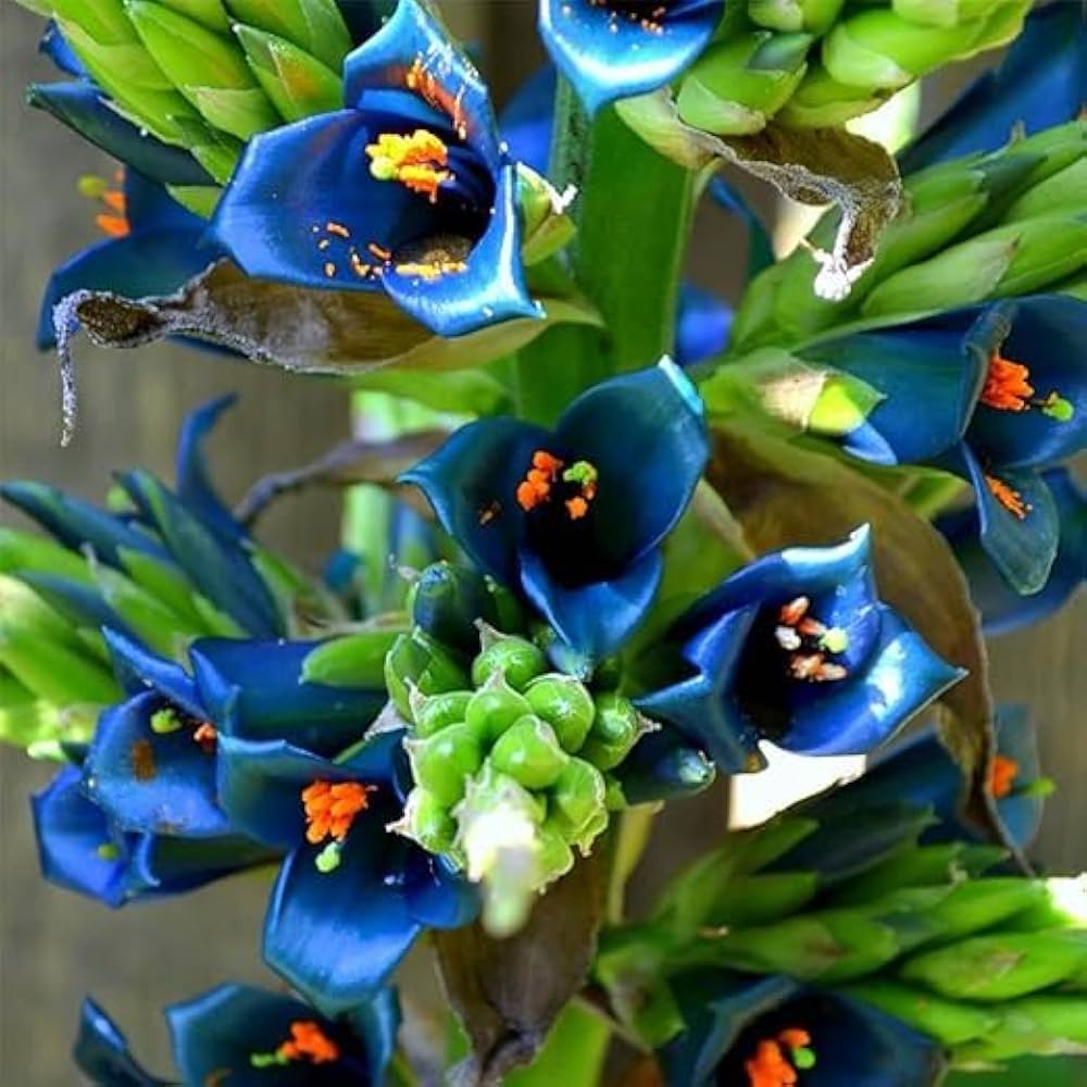 Blaue Puya Venusta Blumensamen zum Pflanzen – Duftende Blüten, Erbstücksamen & GVO-freie Samen für den Hausgarten