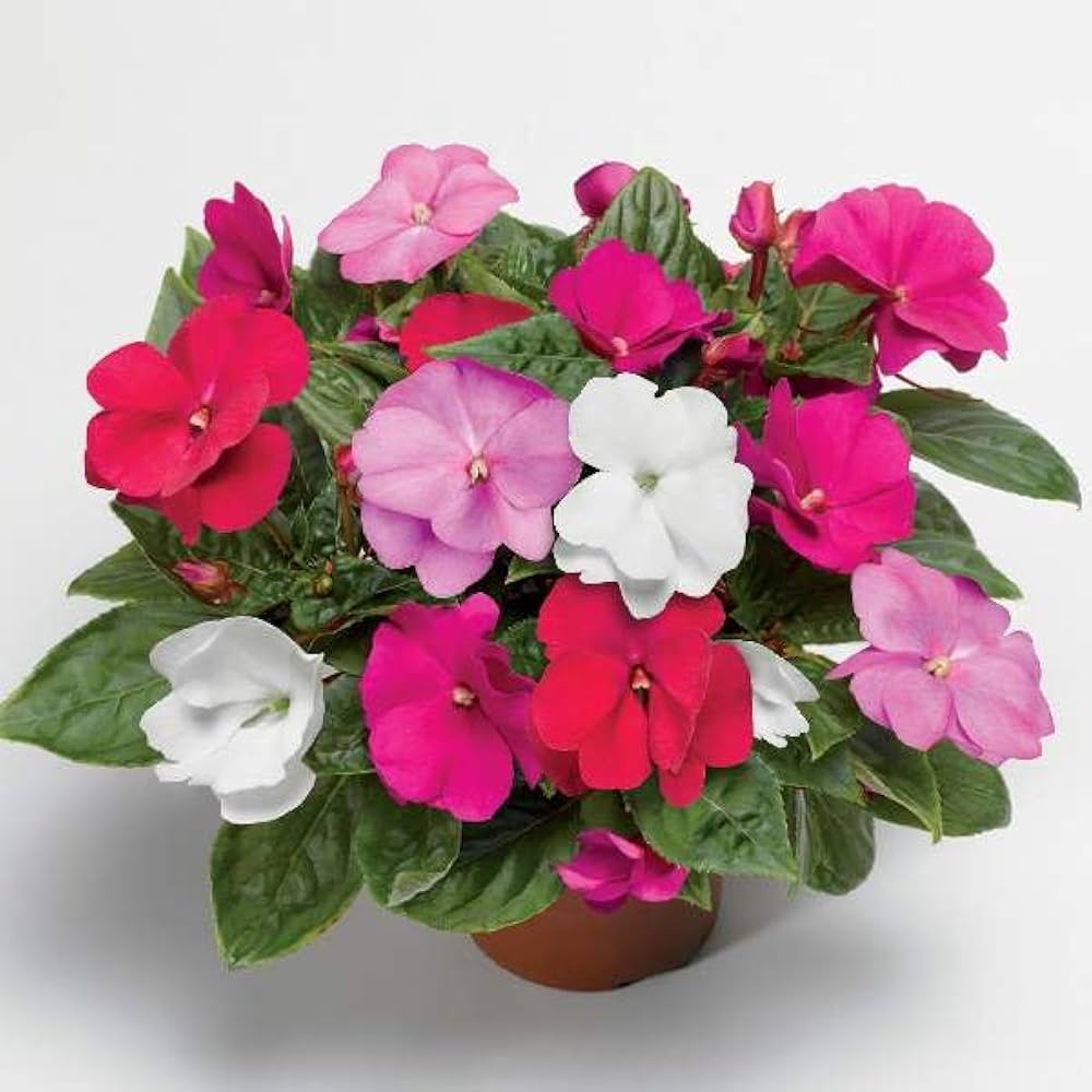 Impatiens Flower seeds for Planting - Vibrant Colors, Heirloom & GMO Free Seeds for Home Garden