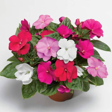 Impatiens Flower seeds for Planting - Vibrant Colors, Heirloom & GMO Free Seeds for Home Garden