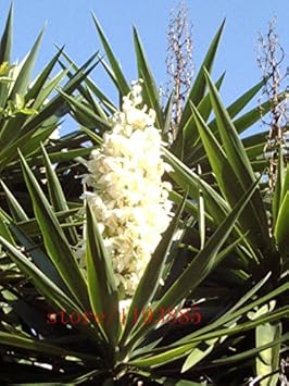 White Yucca Flower seeds for Planting - Perfect for Borders, Heirloom & GMO Free Seeds for Home Garden
 
 Sale for planting in home garden