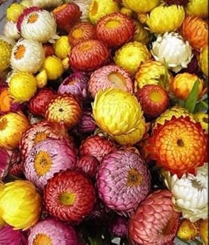 Mixed StrawFlower seeds for Planting - Pollinator Friendly, Heirloom & GMO Free Seeds for Home Garden
 
 Sale for planting in home garden