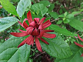 Red Carolina Allspice Flower seeds for Planting - Drought Tolerant, Heirloom & GMO Free Seeds for Home Garden
 
 Sale for planting in home garden