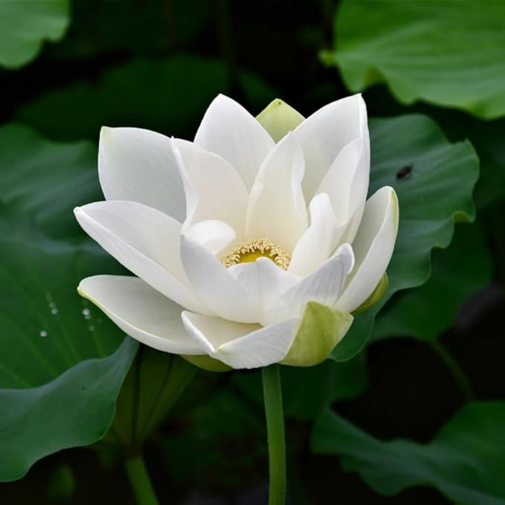 White Lotus Seeds (Sacred White Lotus) - Majestic Aquatic Flower for Tranquil Ponds