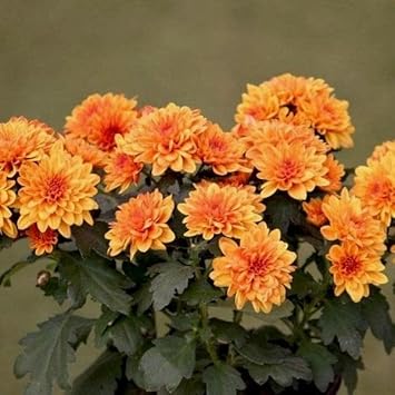 Light Orange Chrysanthemum Flower seeds for Planting - Sun Loving, Heirloom & GMO Free Seeds for Home Garden
 
 Sale for planting in home garden