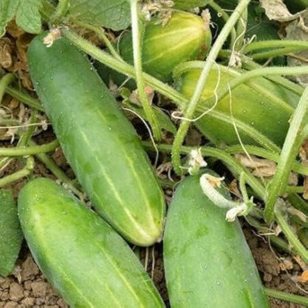 Cucumber "Natsu Fushinari" Vegetable Seeds