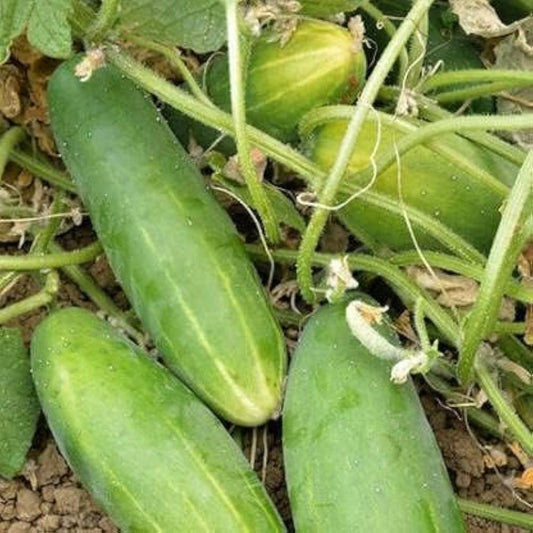 Cucumber "Natsu Fushinari" Vegetable Seeds