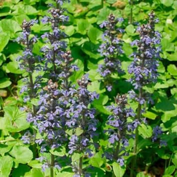 Semillas Flower seeds for Planting Garden Favorite Heirloom & GMO Free Seeds for Home Garden 
 
 Sale seeds for home garden planting