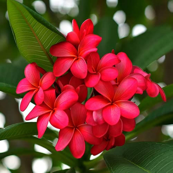 赤いプルメリアの花の種 – Pure Asia Seeds