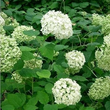White Green Hydrangea Flower seeds for Planting - Premium Quality, Heirloom & GMO Free Seeds for Home Garden
 
 Sale for planting in home garden