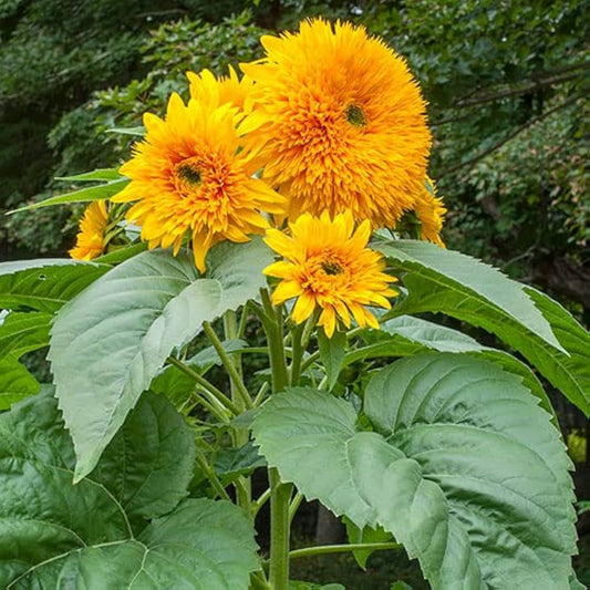 Common Sunflower Seeds