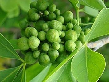 Green Toddalia Flower seeds for Planting - Sun Loving, Heirloom & GMO Free Seeds for Home Garden
 
 Sale for planting in home garden.