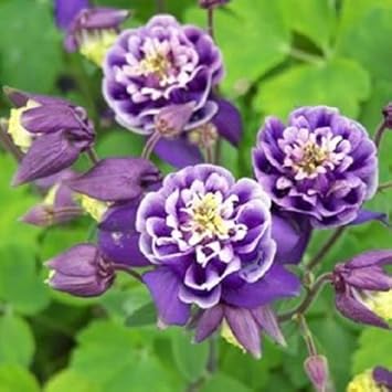 White Violet Aquilegia Flower seeds for Planting - Premium Quality, Heirloom & GMO Free Seeds for Home Garden
 
 Sale seeds for planting in home garden