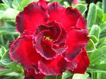 Red Adenium Obesum Flower seeds for Planting - Garden Favorite, Heirloom & GMO Free Seeds for Home Garden
 
 Sale for planting in home garden