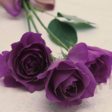 Purple Rose Flower Seeds