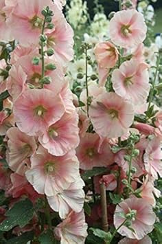Light Pink Hollyhock Flower seeds for Planting - Fragrant Blossoms, Heirloom & GMO Free Seeds for Home Garden
 
 Sale for planting in home garden