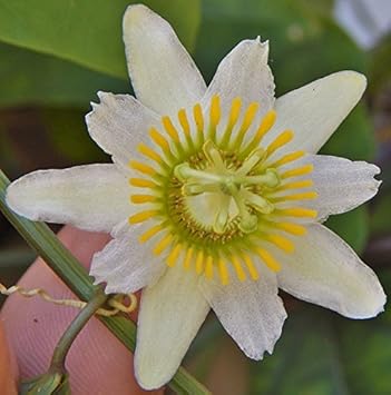 White Passiflora Biflora Flower seeds for Planting - Shade Tolerant, Heirloom & GMO Free Seeds for Home Garden
 
 Sale for planting in home garden