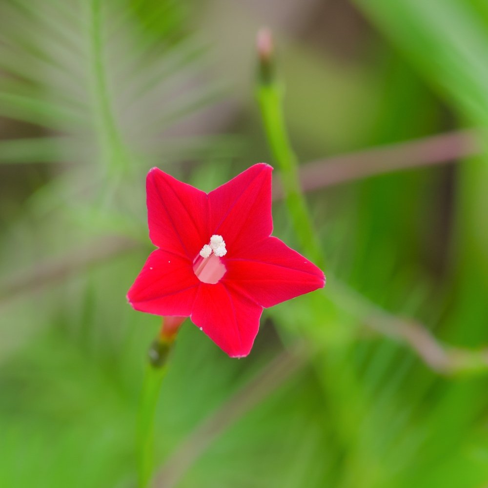Ipomoea Quamoclit Cypress Vine Flower Seeds