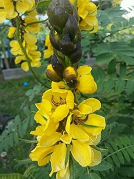 Yellow Didymobotrya Flower seeds for Planting - Cottage Garden Essential, Heirloom & GMO Free Seeds for Home Garden
 
 Sale for planting in home garden