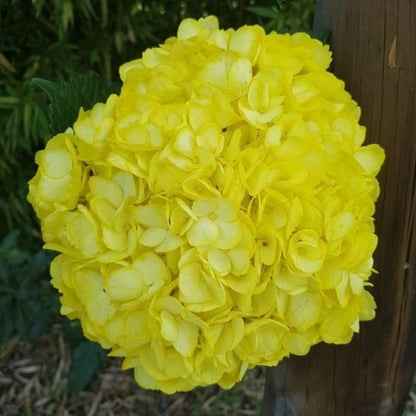 Yellow Hydrangea  Flower Seeds