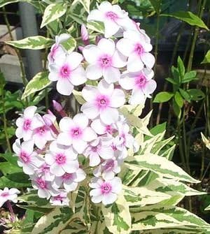 White-Pink Nora Leigh Flower seeds for Planting - Long Bloom Season, Heirloom & GMO Free Seeds for Home Garden
 
 Sale for planting in home garden.
